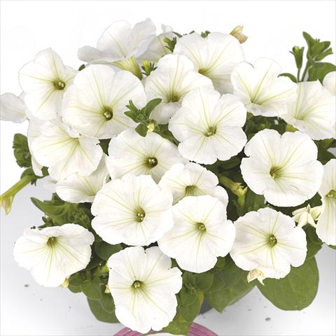 Foto de variedad de flores para ser usadas como: Maceta o cesta de trasplante Petunia x hybrida Fortunia Early White