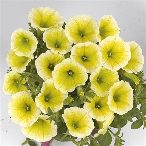 Foto de variedad de flores para ser usadas como: Maceta o cesta de trasplante Petunia x hybrida Fortunia Early Yellow