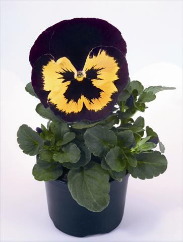 Foto de variedad de flores para ser usadas como: Planta de temporada / borde del macizo Viola wittrockiana Alpha Yellow Duet