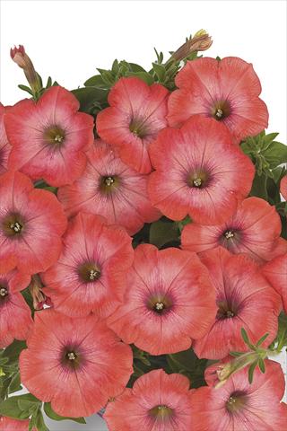 Foto de variedad de flores para ser usadas como: Maceta o cesta de trasplante Petunia x hybrida Fortunia Fresh Orange