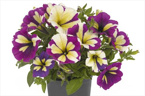 Foto de variedad de flores para ser usadas como: Maceta o cesta de trasplante Petunia x hybrida Fortunia Lavender Star