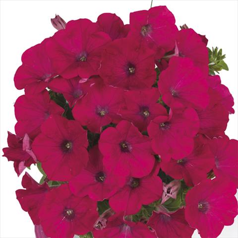 Foto de variedad de flores para ser usadas como: Maceta o cesta de trasplante Petunia x hybrida Fortunia Neon