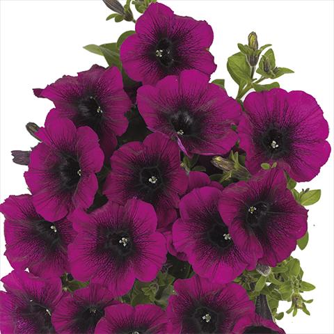 Foto de variedad de flores para ser usadas como: Maceta o cesta de trasplante Petunia x hybrida Fortunia Purple