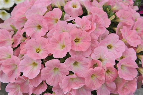 Foto de variedad de flores para ser usadas como: Maceta o cesta de trasplante Petunia x hybrida Fortunia Soft Pink