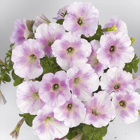 Foto de variedad de flores para ser usadas como: Maceta o cesta de trasplante Petunia x hybrida Fortunia White Rose