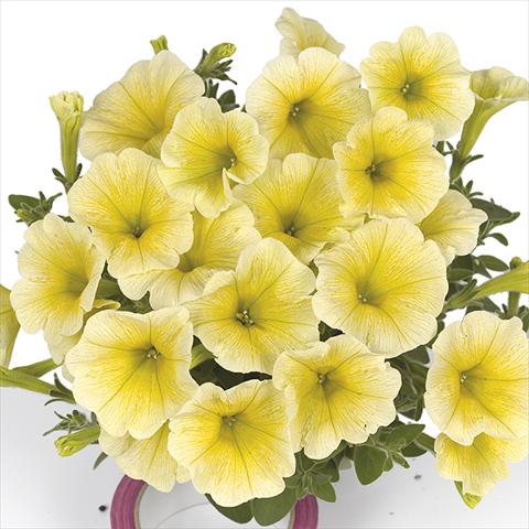 Foto de variedad de flores para ser usadas como: Maceta o cesta de trasplante Petunia x hybrida Fortunia Yellow