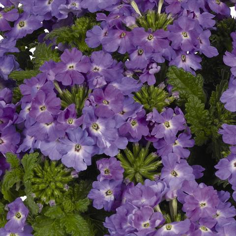 Foto de variedad de flores para ser usadas como: Maceta y planta de temporada Verbena hybrida Lindolena Denim Blue