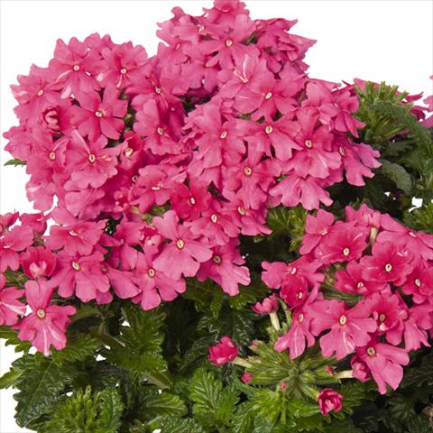 Foto de variedad de flores para ser usadas como: Maceta y planta de temporada Verbena hybrida Lindolena Hot Pink