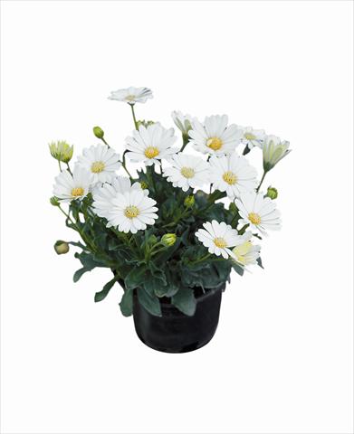 Foto de variedad de flores para ser usadas como: Planta de temporada / borde del macizo Osteospermum Astra Cream