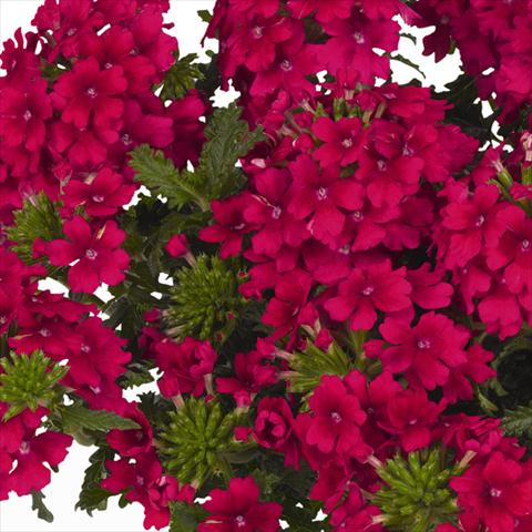 Foto de variedad de flores para ser usadas como: Maceta y planta de temporada Verbena hybrida Lindolena Neon