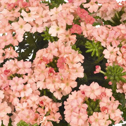 Foto de variedad de flores para ser usadas como: Maceta y planta de temporada Verbena hybrida Lindolena Peach