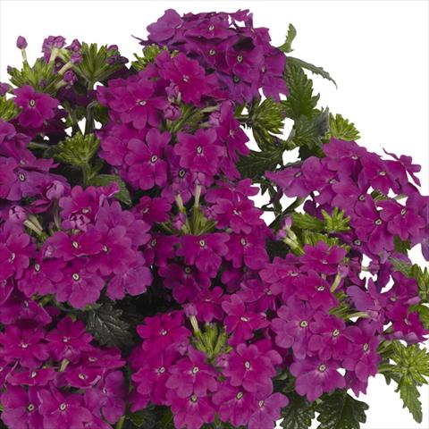 Foto de variedad de flores para ser usadas como: Maceta y planta de temporada Verbena hybrida Lindolena Purple
