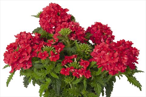 Foto de variedad de flores para ser usadas como: Maceta y planta de temporada Verbena hybrida Lindolena Red