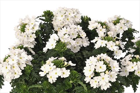 Foto de variedad de flores para ser usadas como: Maceta y planta de temporada Verbena hybrida Lindolena White