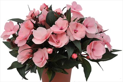 Foto de variedad de flores para ser usadas como: Maceta o cesta de trasplante Impatiens Nuova Guinea Tamarinda Soft Pink