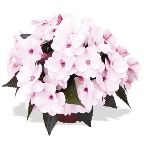 Foto de variedad de flores para ser usadas como: Maceta o cesta de trasplante Impatiens Nuova Guinea Tamarinda White Blush