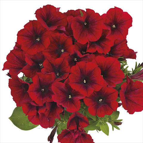 Foto de variedad de flores para ser usadas como: Maceta o cesta de trasplante Petunia x hybrida Fortunia Early Red