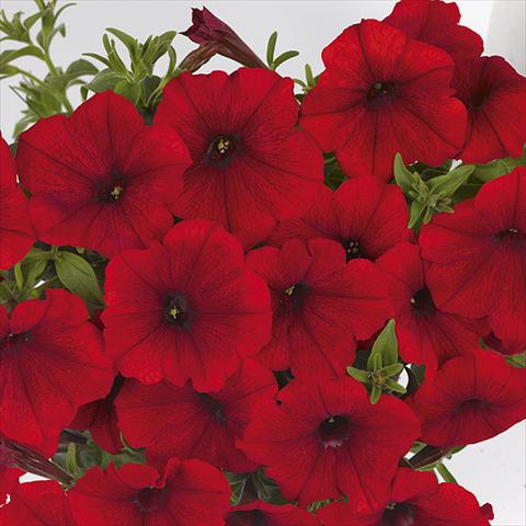 Foto de variedad de flores para ser usadas como: Maceta o cesta de trasplante Petunia x hybrida Fortunia Red