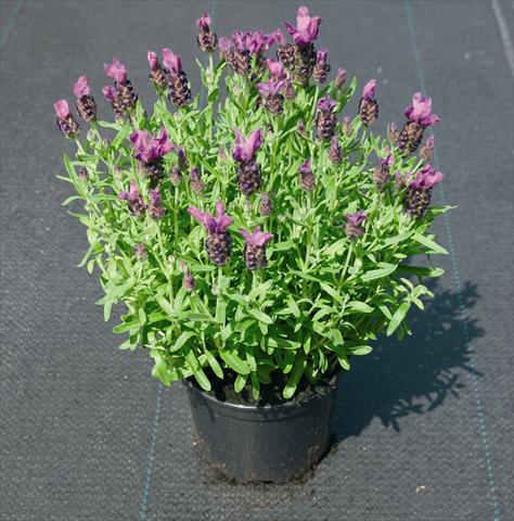 Foto de variedad de flores para ser usadas como: Planta de temporada / borde del macizo Lavandula stoechas Little Bee Deep Purple