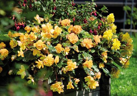 Foto de variedad de flores para ser usadas como: Maceta y planta de temporada Begonia tuberhybrida Illumination® Apricot Shades