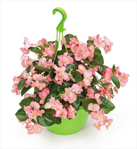 Foto de variedad de flores para ser usadas como: Maceta y planta de temporada Begonia x benariensis BIG Pink Green Leaf