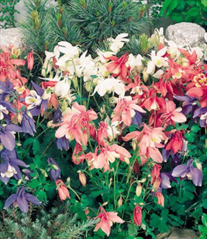 Foto de variedad de flores para ser usadas como: Maceta y planta de temporada Aquilegia hybrida Spring Magic Mix