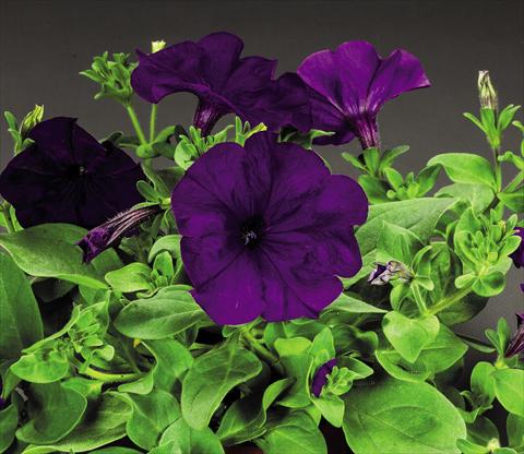 Foto de variedad de flores para ser usadas como: Maceta y planta de temporada Petunia hybrida Success Blue