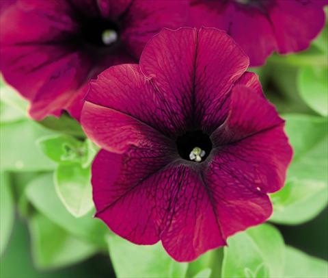 Foto de variedad de flores para ser usadas como: Maceta y planta de temporada Petunia hybrida Success Burgundy