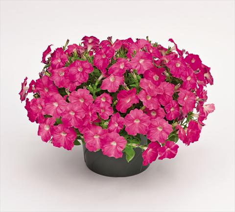Foto de variedad de flores para ser usadas como: Maceta y planta de temporada Petunia hybrida Success Pink