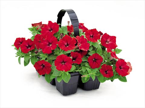 Foto de variedad de flores para ser usadas como: Maceta y planta de temporada Petunia hybrida Success Red