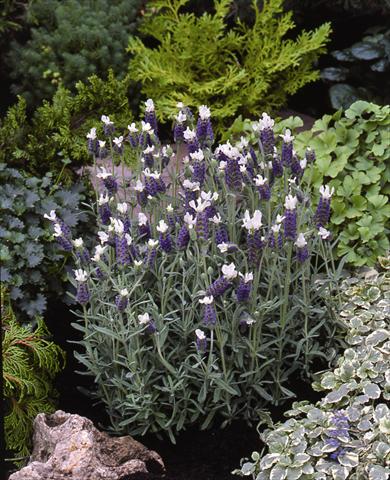 Foto de variedad de flores para ser usadas como: Planta de temporada / borde del macizo Lavandula stoechas Little Bee Blue White Improved