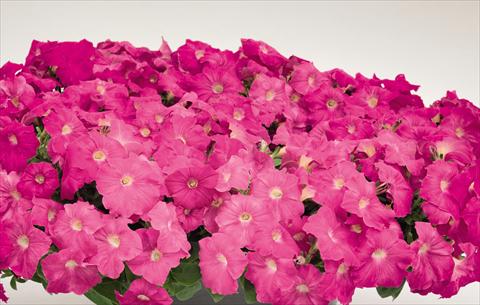 Foto de variedad de flores para ser usadas como: Maceta y planta de temporada Petunia hybrida Success Rose