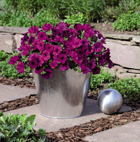 Foto de variedad de flores para ser usadas como: Maceta y planta de temporada Petunia hybrida Success Violet
