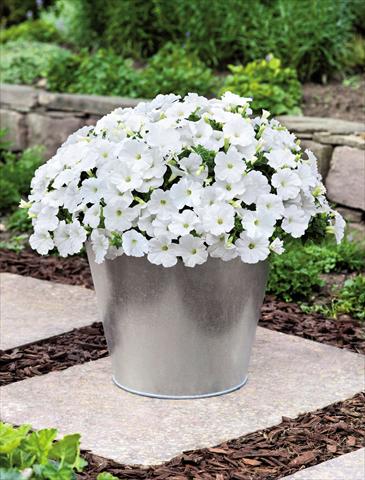 Foto de variedad de flores para ser usadas como: Maceta y planta de temporada Petunia hybrida Success White