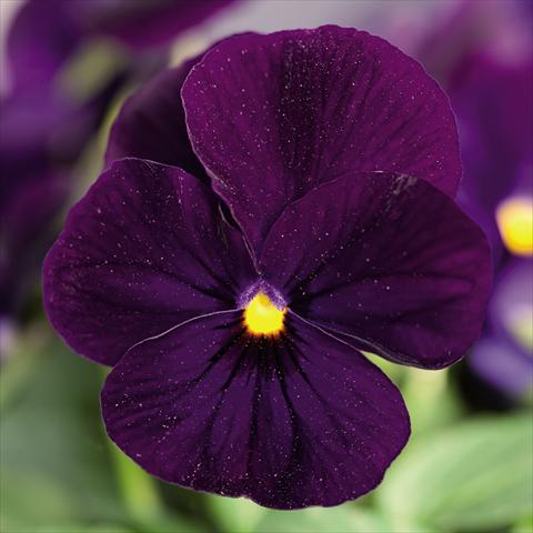 Foto de variedad de flores para ser usadas como: Maceta y planta de temporada Viola cornuta Admire™ Deep Blue
