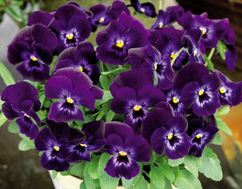Foto de variedad de flores para ser usadas como: Maceta y planta de temporada Viola cornuta Admire™ Denim