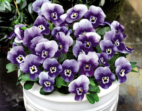 Foto de variedad de flores para ser usadas como: Maceta y planta de temporada Viola cornuta Admire™ Marina