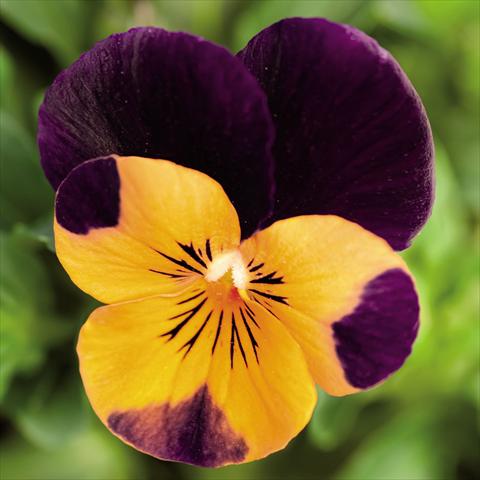Foto de variedad de flores para ser usadas como: Maceta y planta de temporada Viola cornuta Admire™ Orange Purple Wing