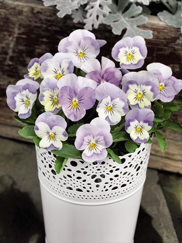 Foto de variedad de flores para ser usadas como: Maceta y planta de temporada Viola cornuta Admire™ Pink Surprise