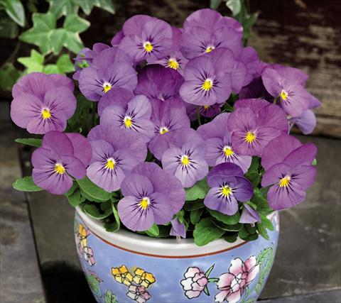 Foto de variedad de flores para ser usadas como: Maceta y planta de temporada Viola cornuta Admire™ Pink