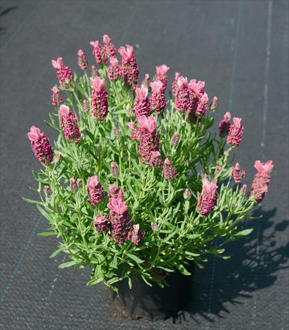 Foto de variedad de flores para ser usadas como: Planta de temporada / borde del macizo Lavandula stoechas Little Bee Deep Rose