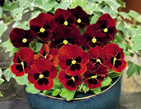 Foto de variedad de flores para ser usadas como: Maceta y planta de temporada Viola cornuta Admire™ Red Blotch