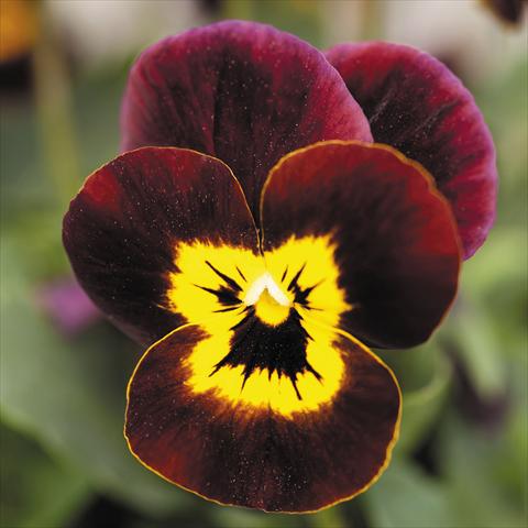 Foto de variedad de flores para ser usadas como: Maceta y planta de temporada Viola cornuta Admire™ Ruby Gold