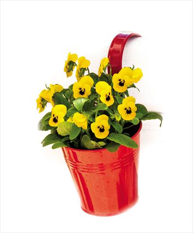 Foto de variedad de flores para ser usadas como: Maceta y planta de temporada Viola cornuta Admire™ Yellow Blotch