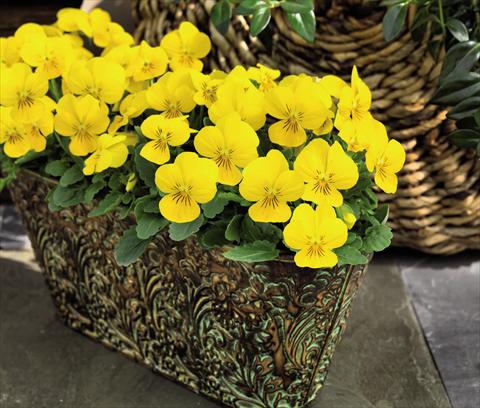 Foto de variedad de flores para ser usadas como: Maceta y planta de temporada Viola cornuta Admire™ Yellow
