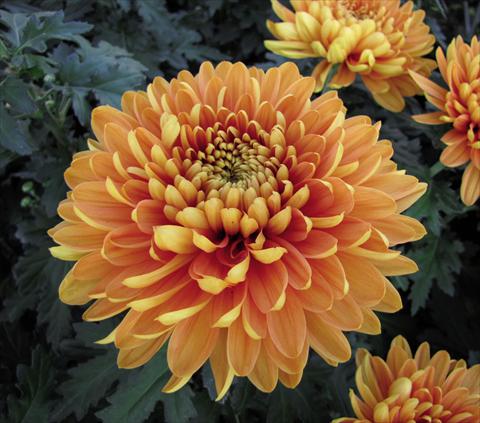 Foto de variedad de flores para ser usadas como: Maceta Chrysanthemum Alexia