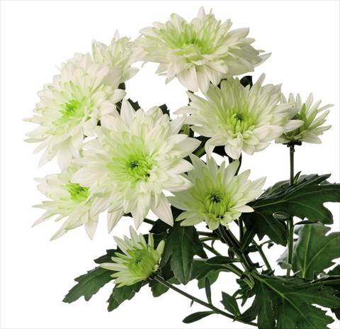 Foto de variedad de flores para ser usadas como: Flor cortada Chrysanthemum Baltica Lime