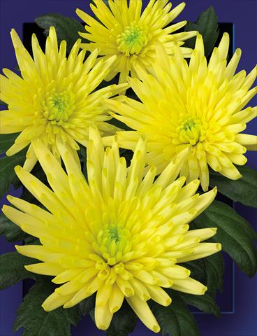 Foto de variedad de flores para ser usadas como: Flor cortada Chrysanthemum Carolle Yellow