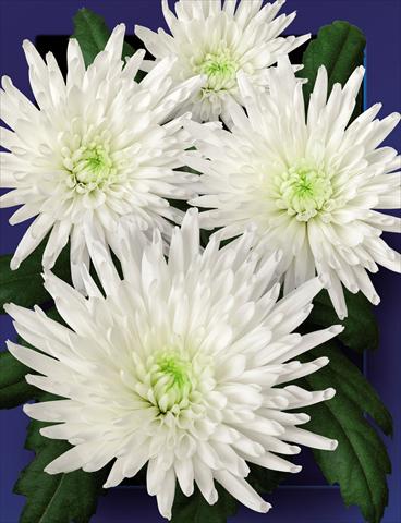 Foto de variedad de flores para ser usadas como: Flor cortada Chrysanthemum Carolle