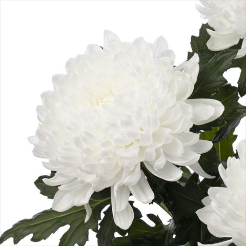 Foto de variedad de flores para ser usadas como: Maceta Chrysanthemum Gagarin